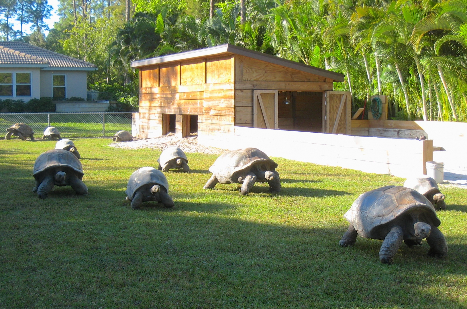 ALDABRA BREEDER