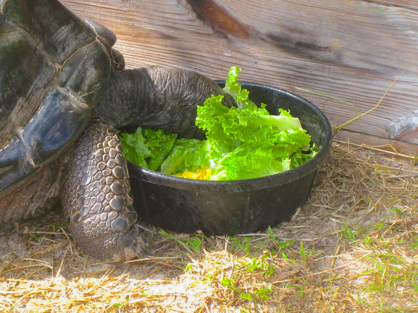 ALDABRA BREEDER