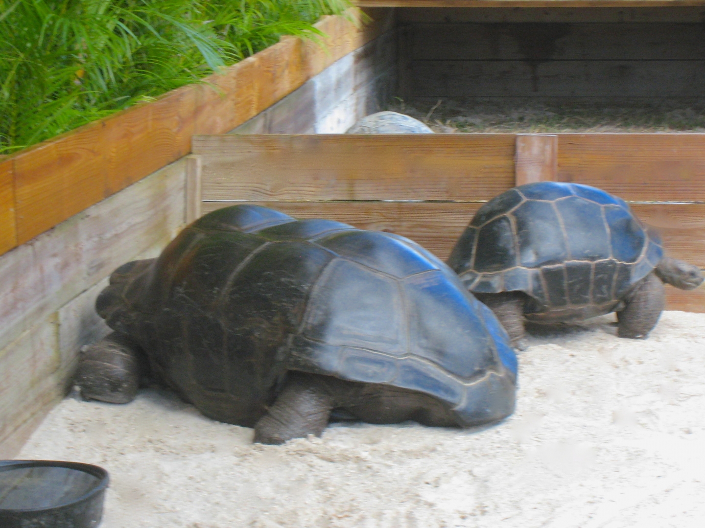ALDABRA BREEDER
