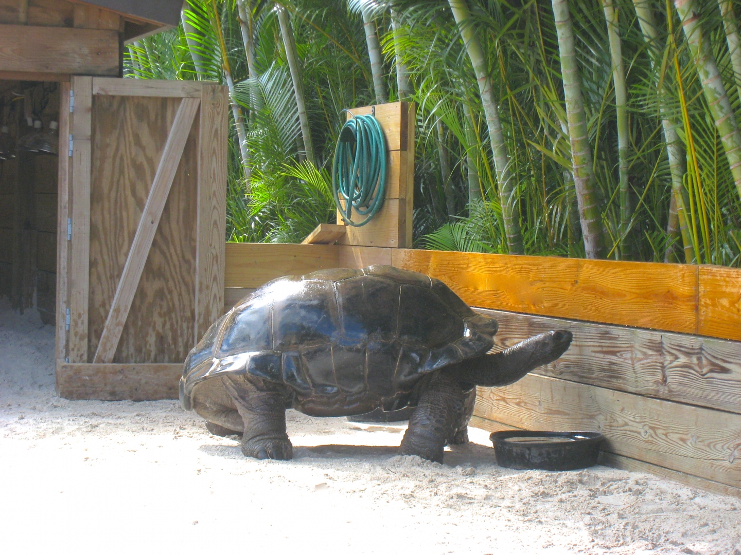 ALDABRA BREEDER
