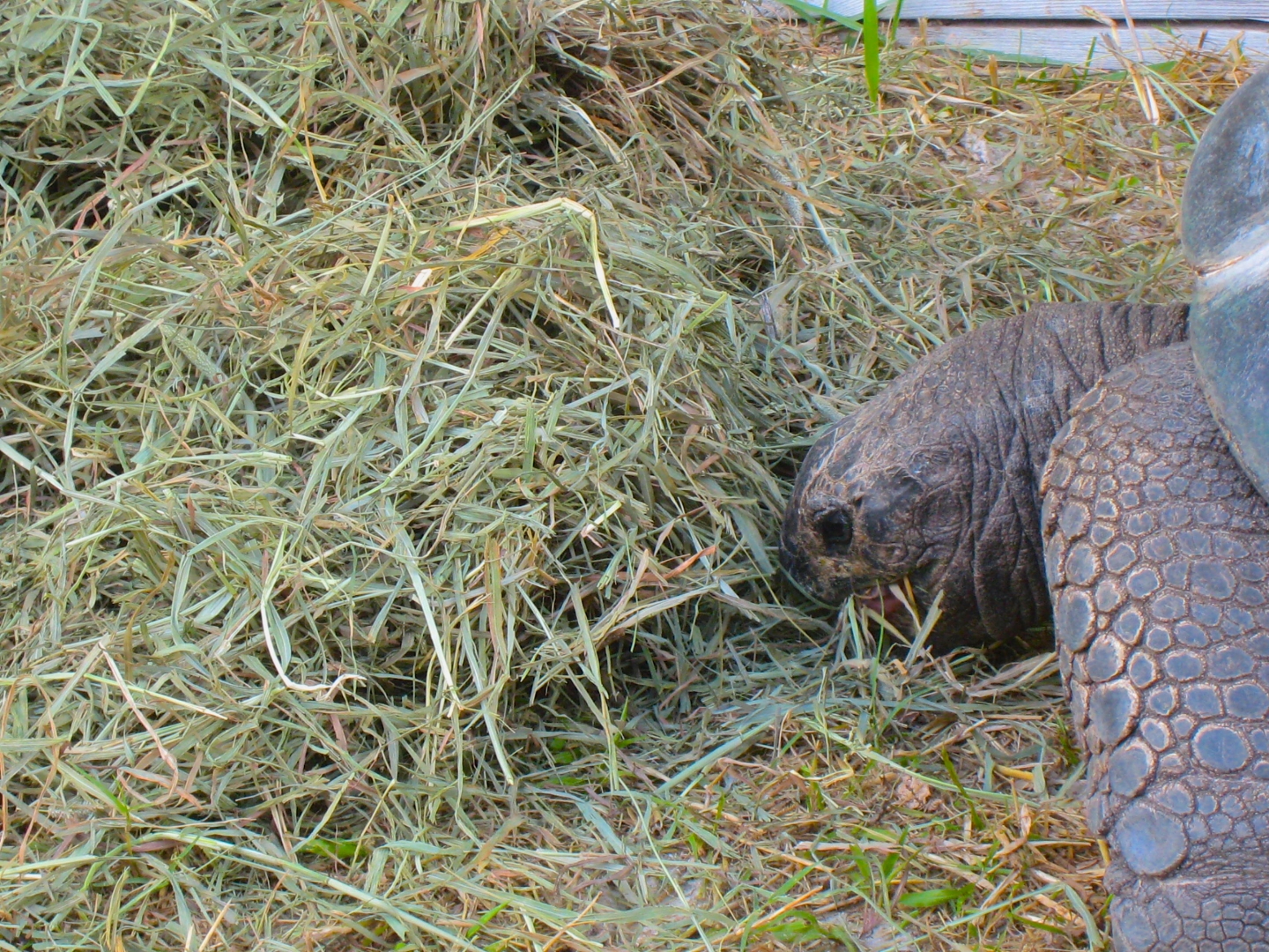 ALDABRA BREEDER