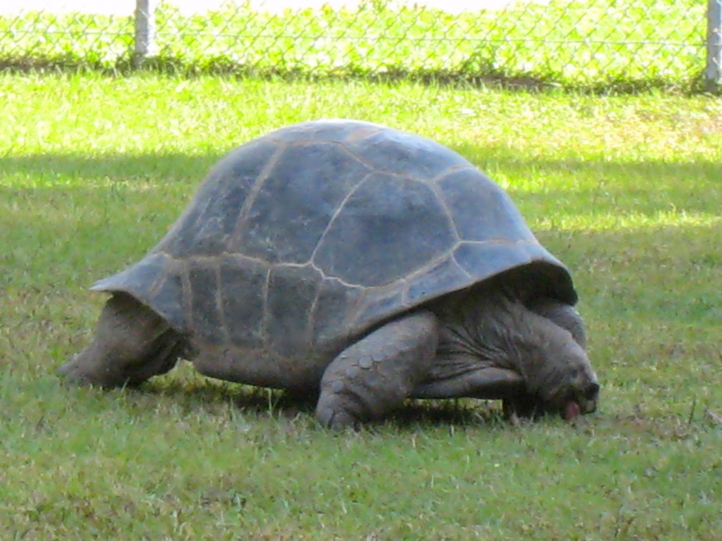ALDABRA BREEDER