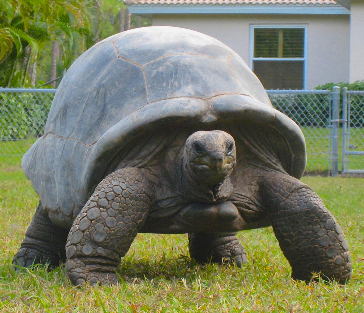 ALDABRA BREEDER