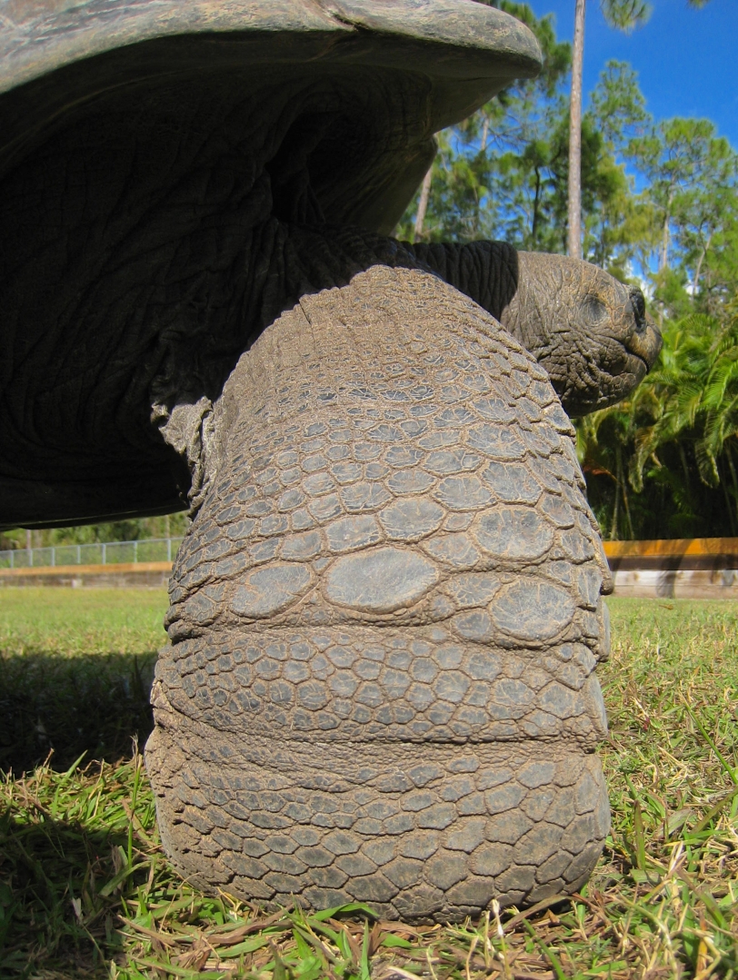 ALDABRA BREEDER