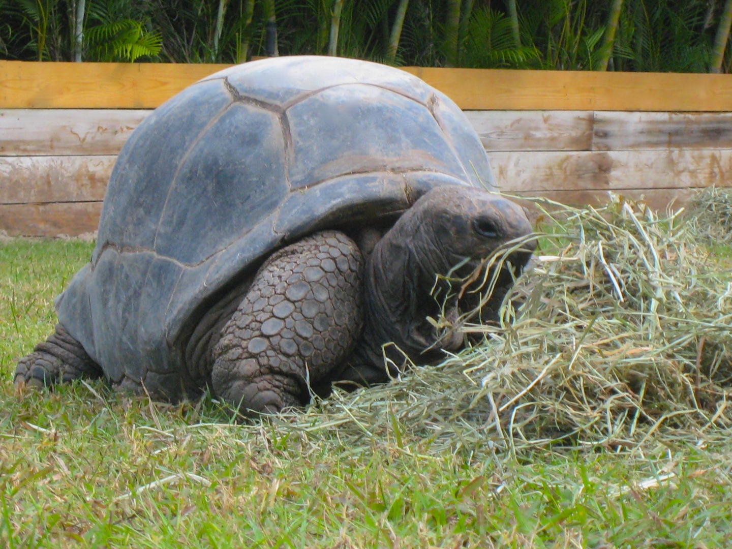 ALDABRA BREEDER