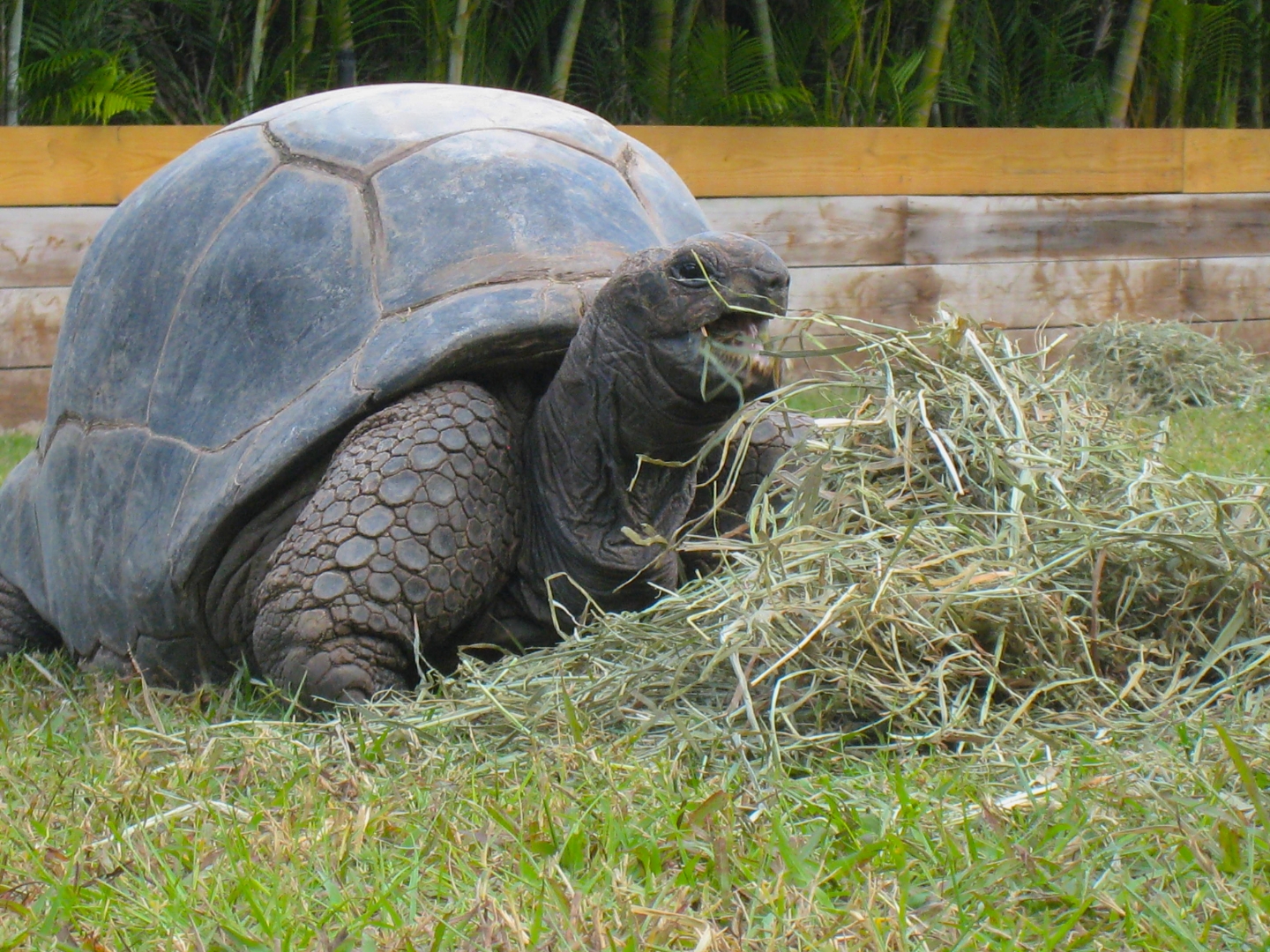ALDABRA BREEDER
