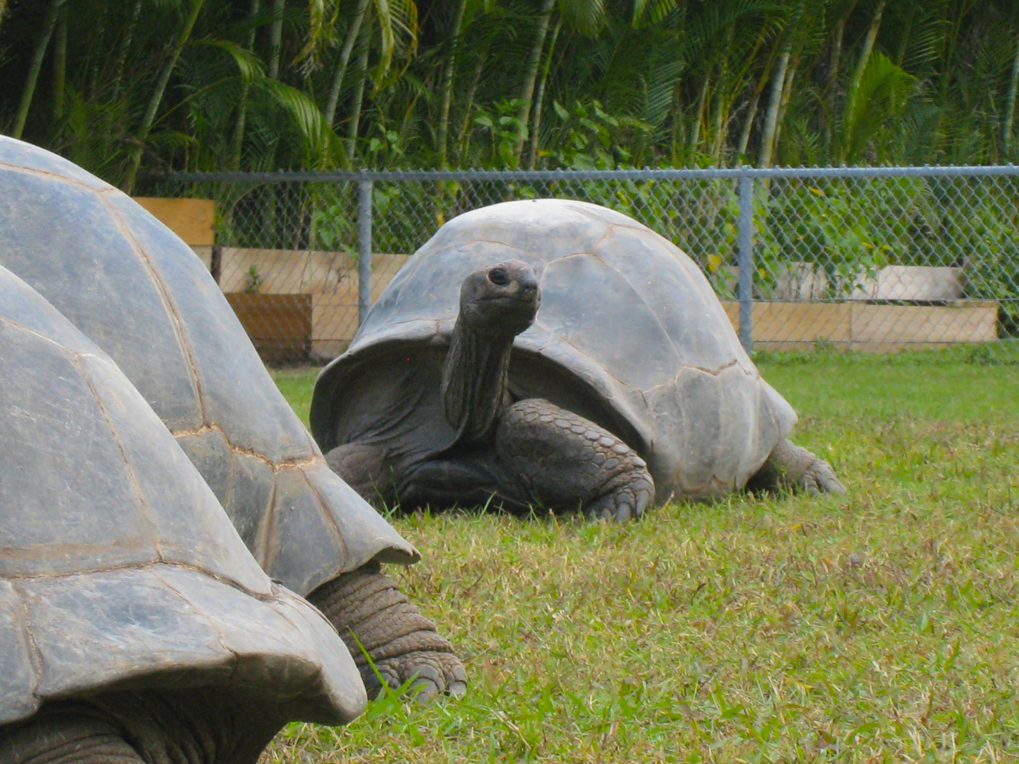 ALDABRA BREEDER