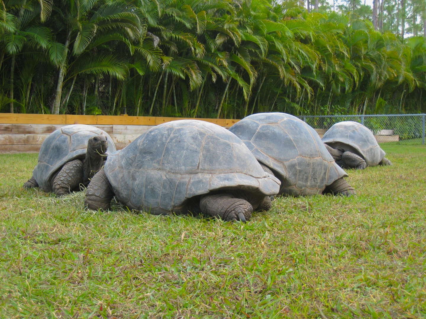 ALDABRA BREEDER