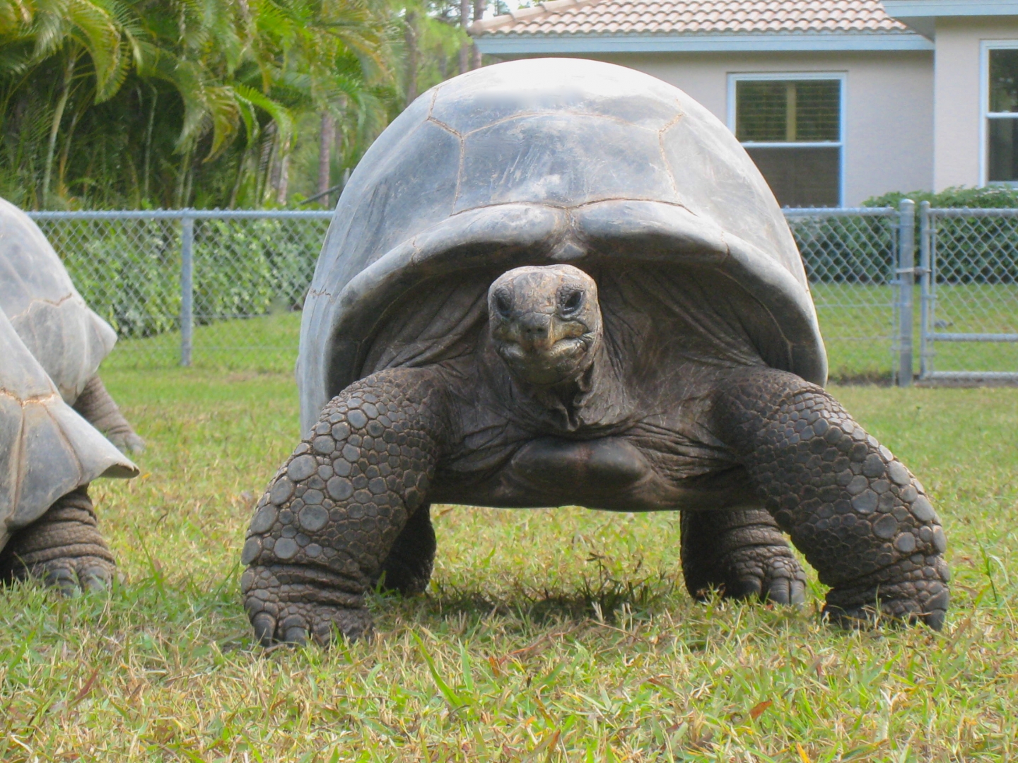 ALDABRA BREEDER