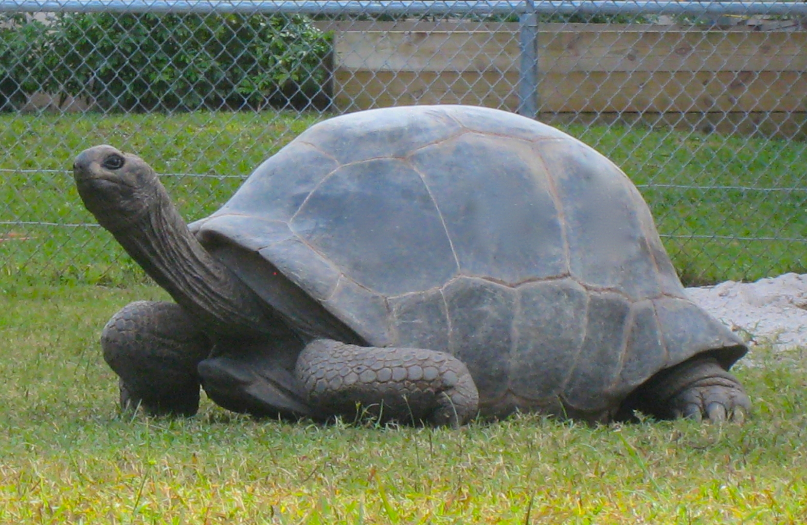 ALDABRA BREEDER