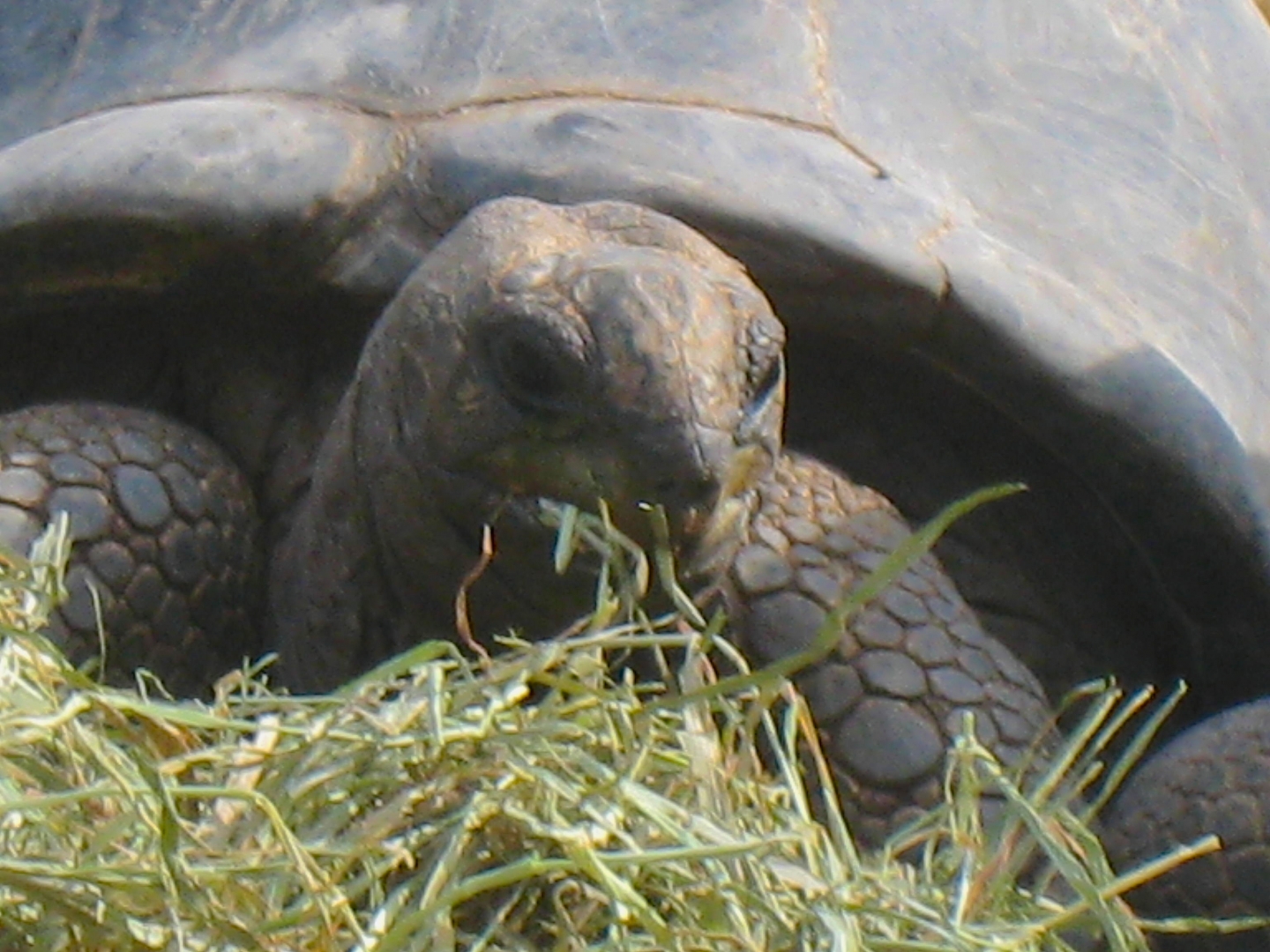 ALDABRA BREEDER