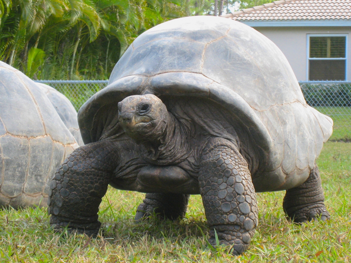 ALDABRA BREEDER