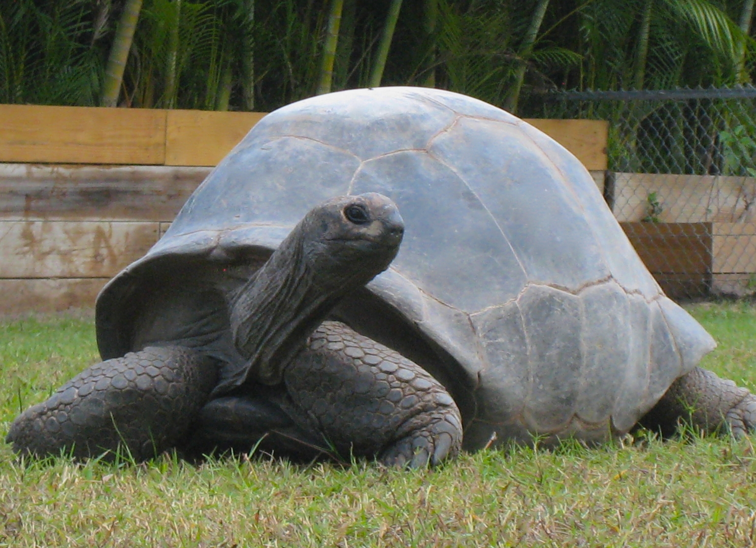 ALDABRA BREEDER