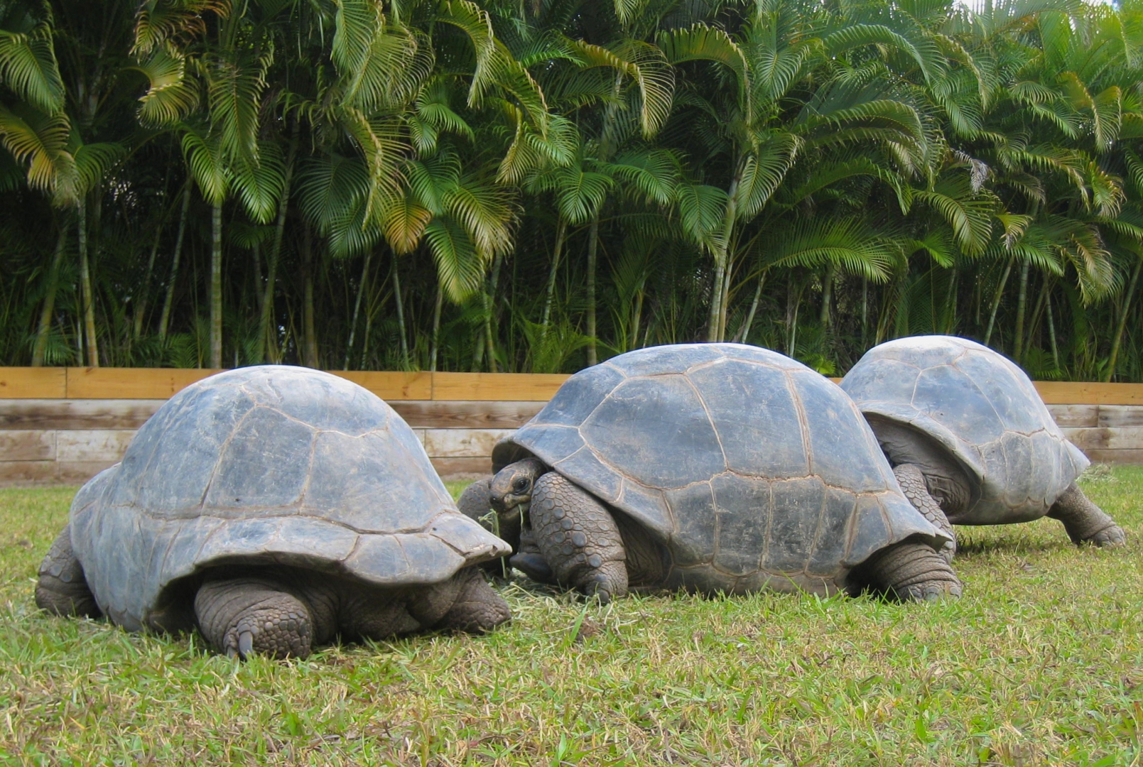 ALDABRA BREEDER