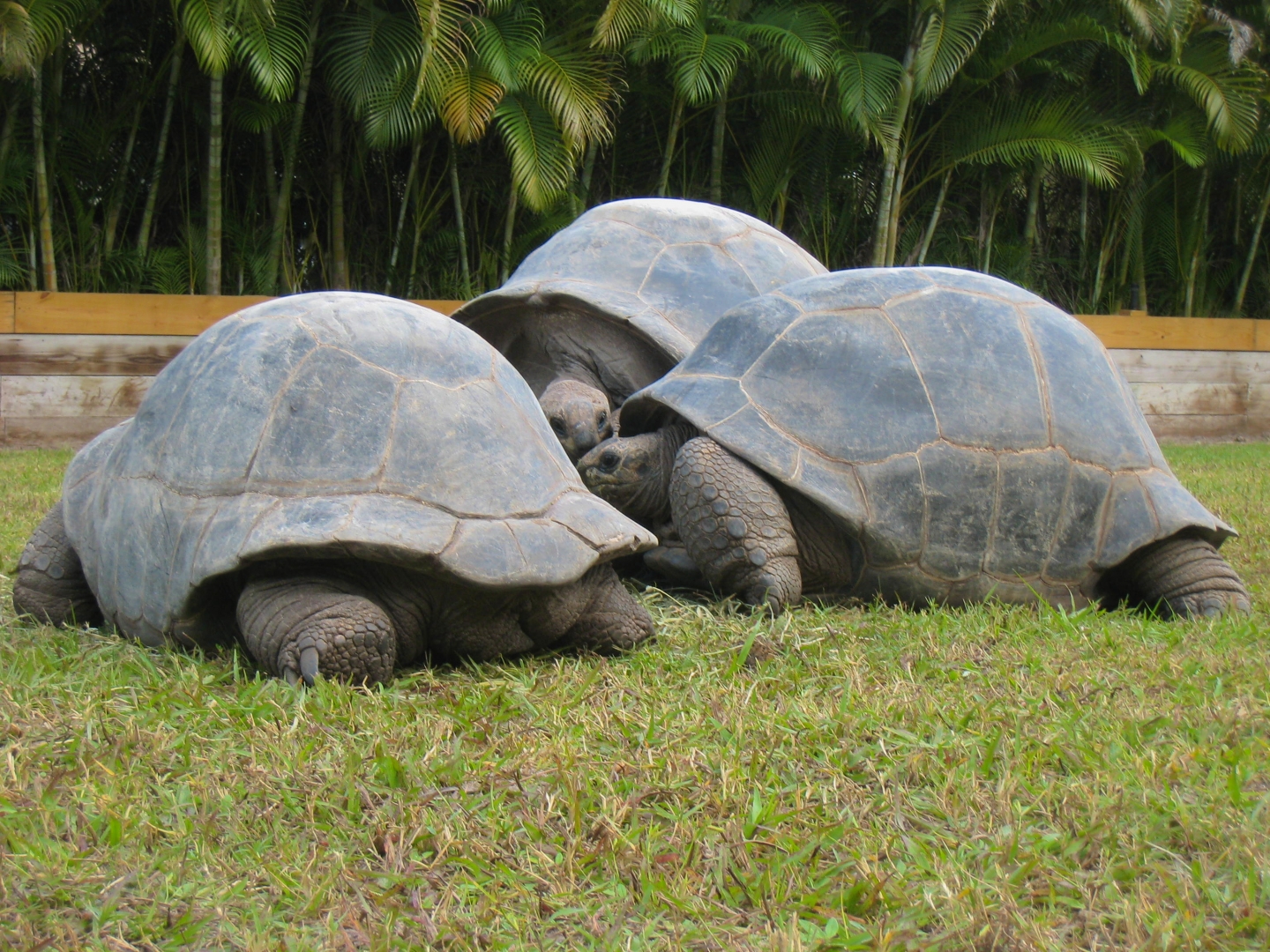 ALDABRA BREEDER