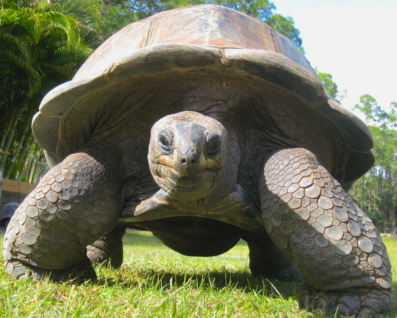 ALDABRA BREEDER