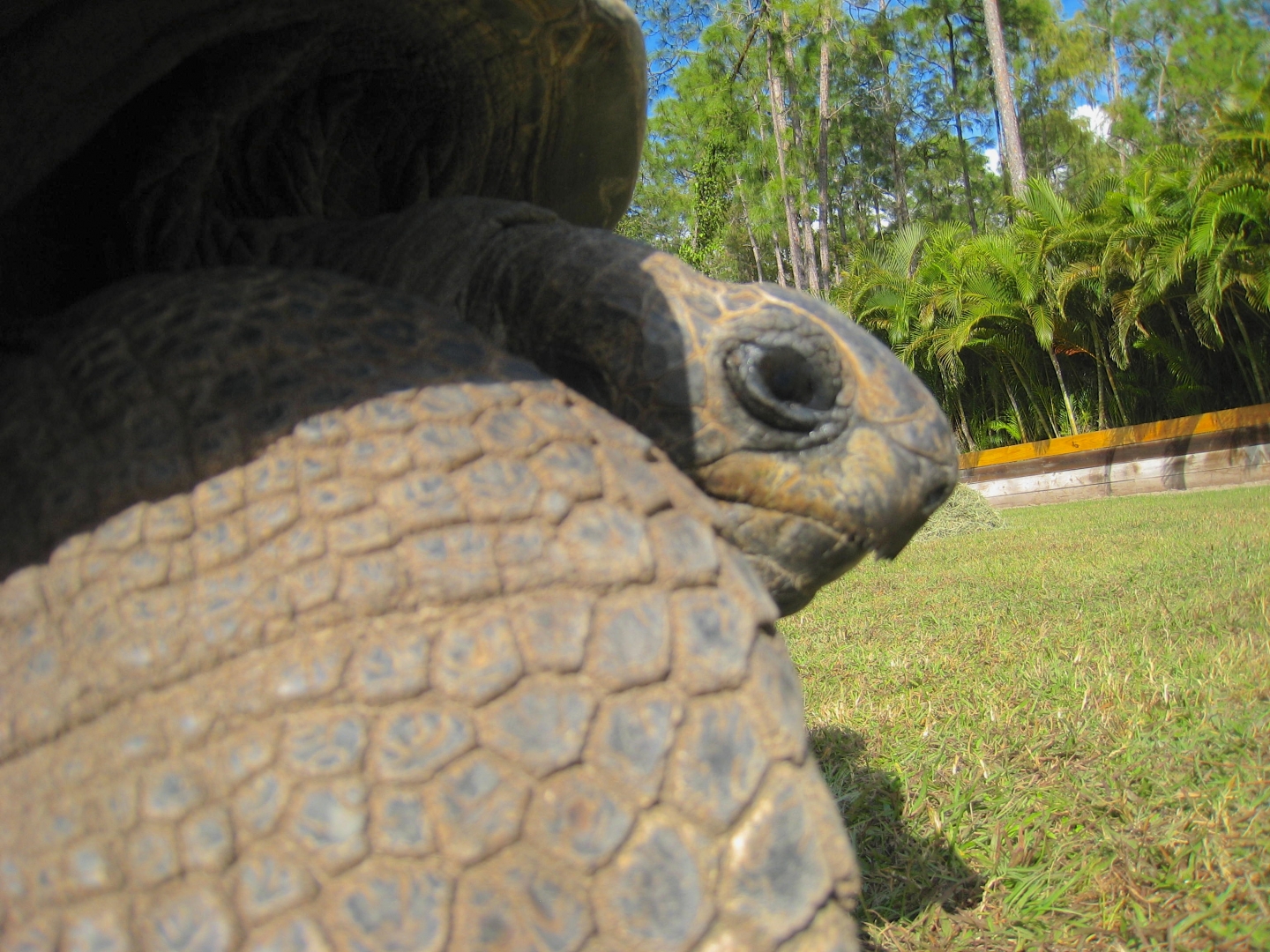 ALDABRA BREEDER