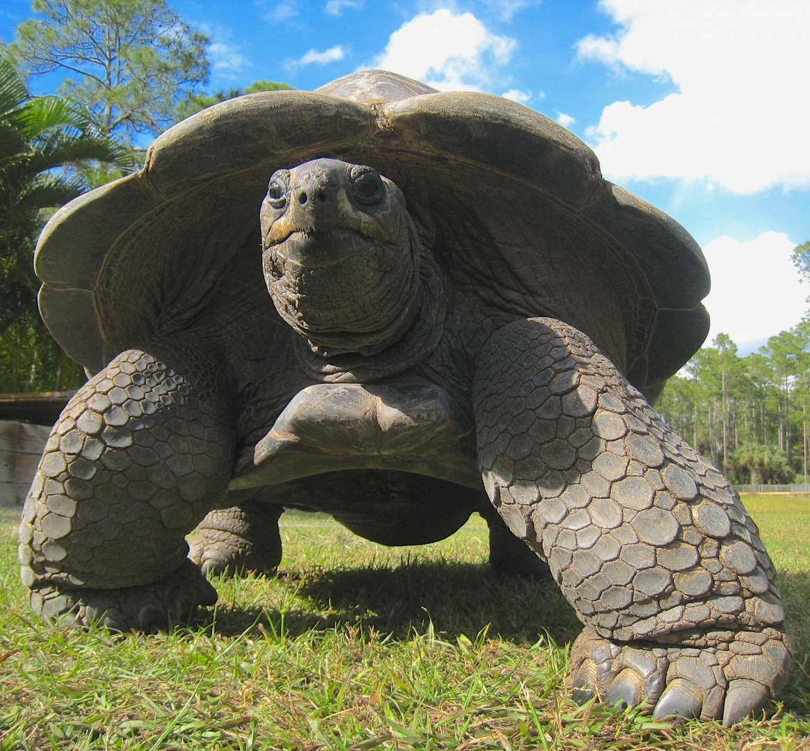 ALDABRA BREEDER