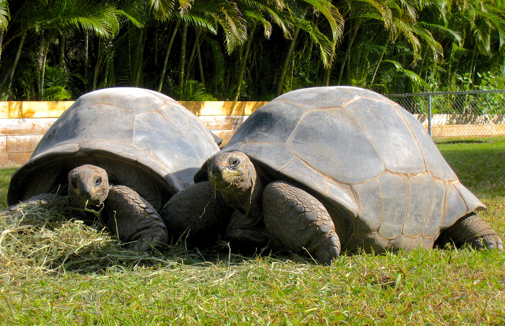 ALDABRA BREEDER