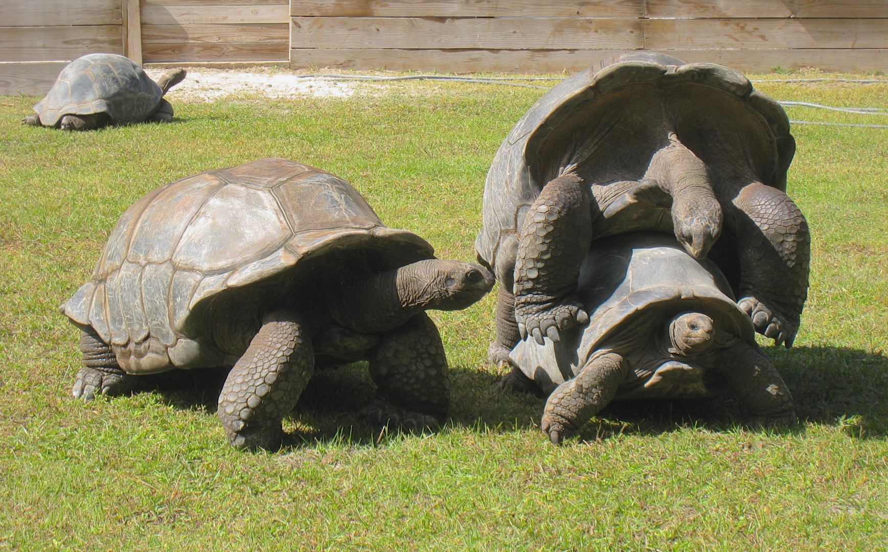 ALDABRA BREEDER