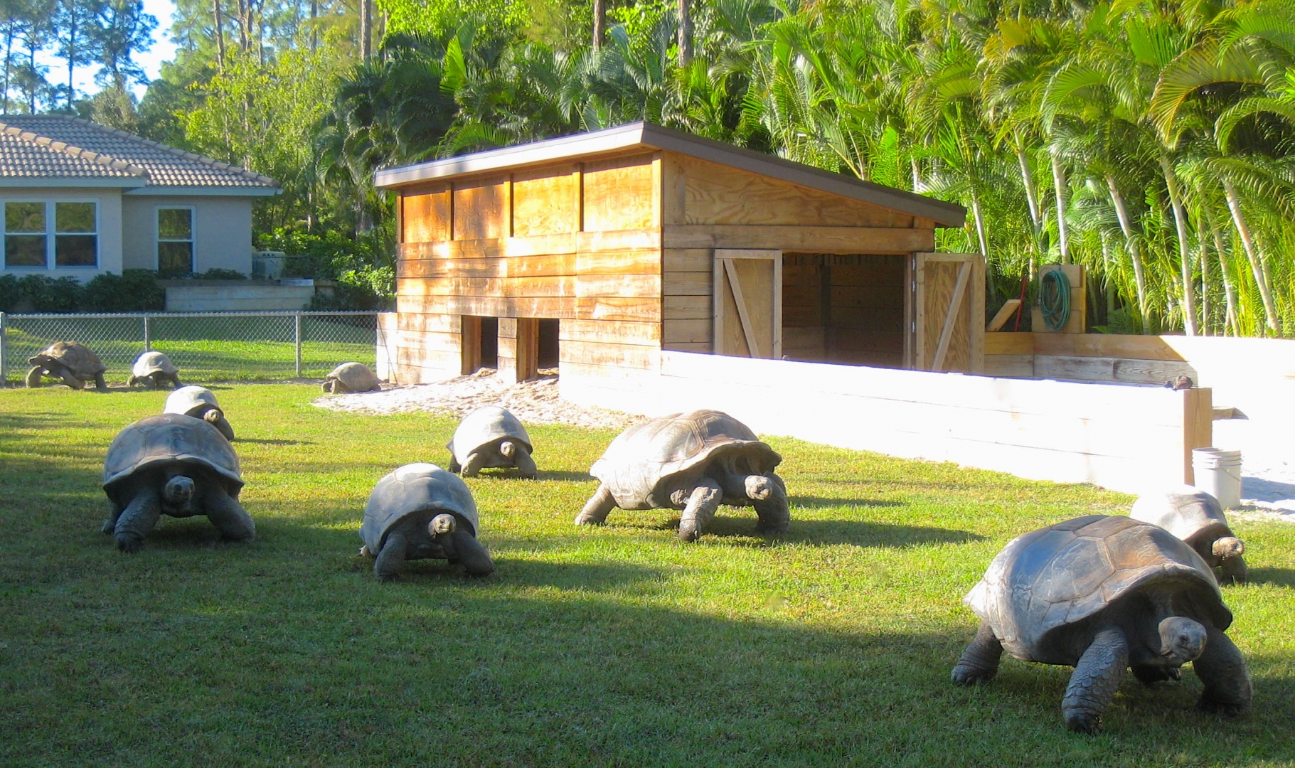 ALDABRA BREEDER