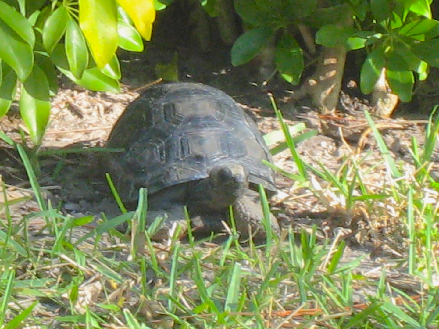 ALDABRA BREEDER