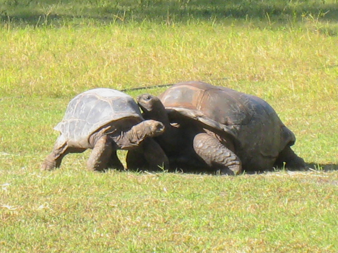 ALDABRA BREEDER