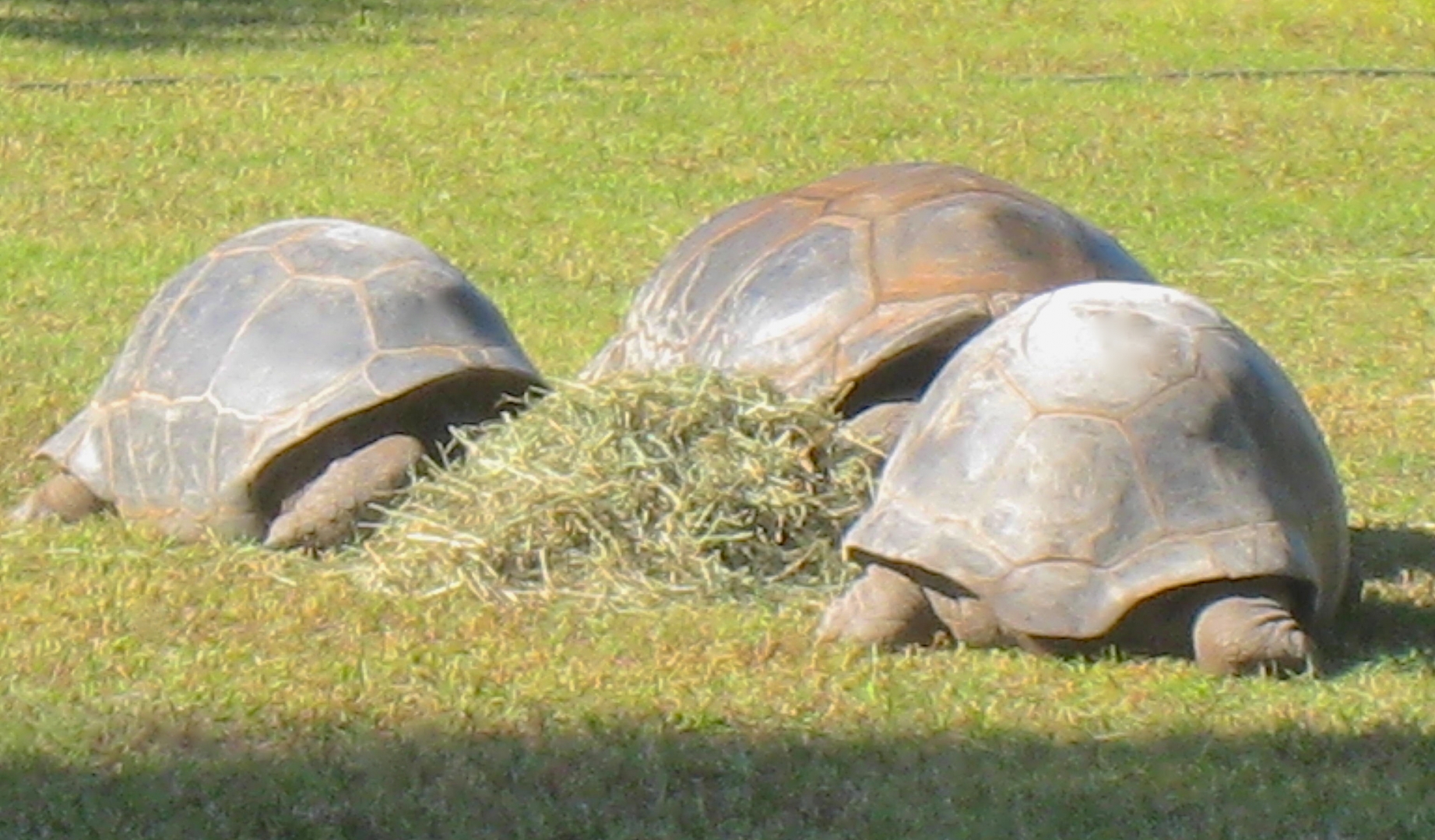 ALDABRA BREEDER