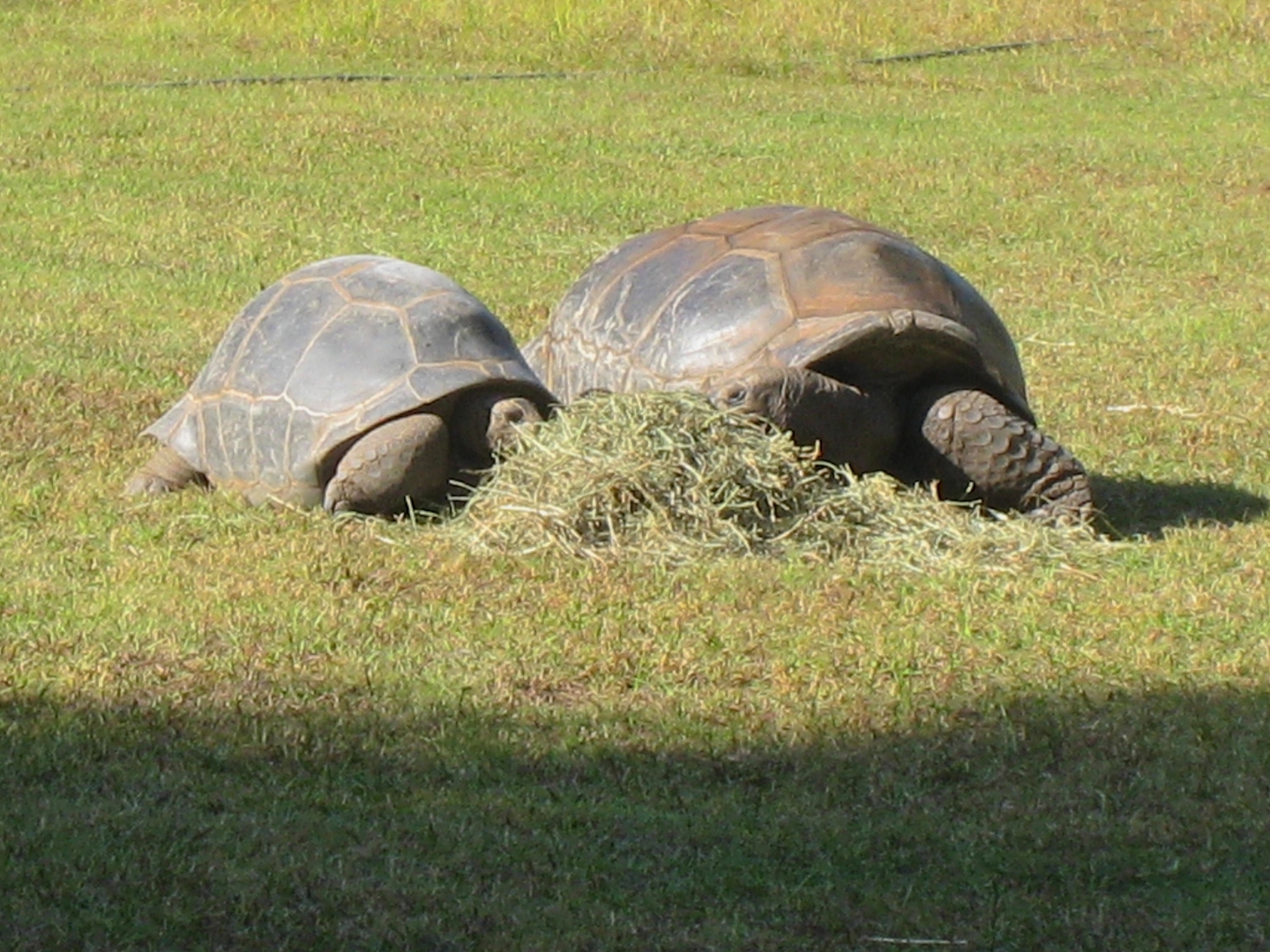 ALDABRA BREEDER