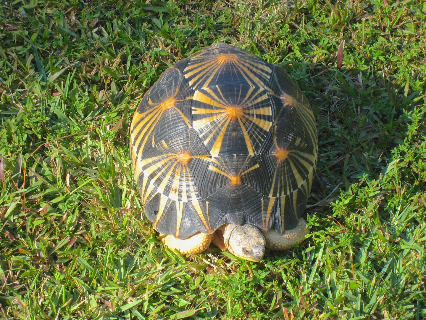 ALDABRA BREEDER