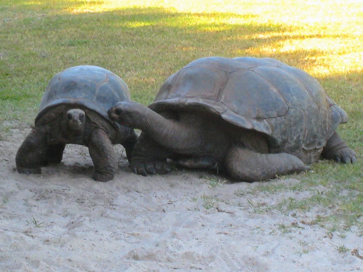 ALDABRA BREEDER