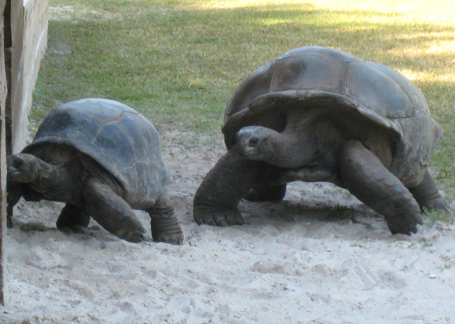 ALDABRA BREEDER