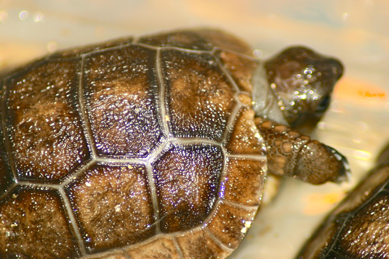 ALDABRA BREEDER