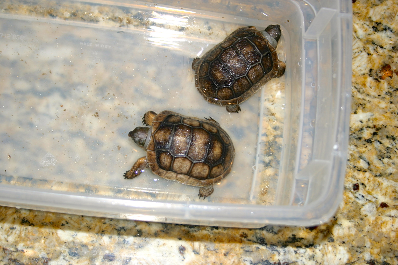 ALDABRA BREEDER