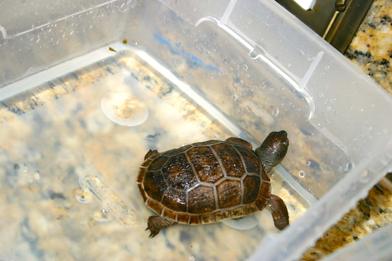 ALDABRA BREEDER