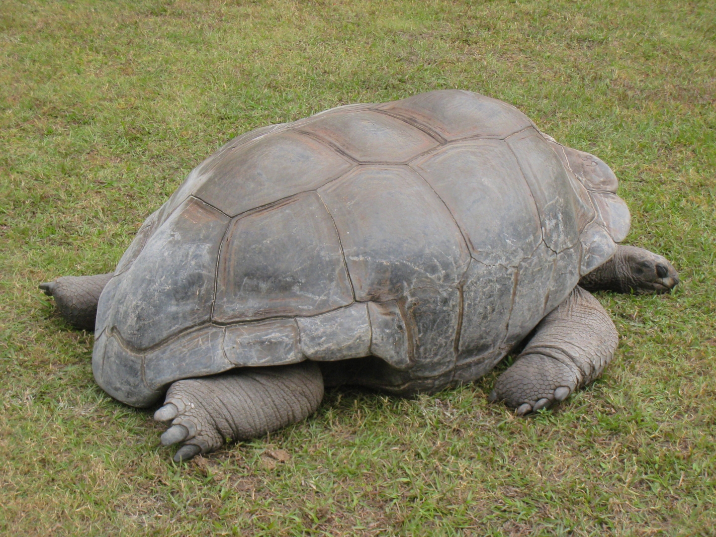 ALDABRA BREEDER