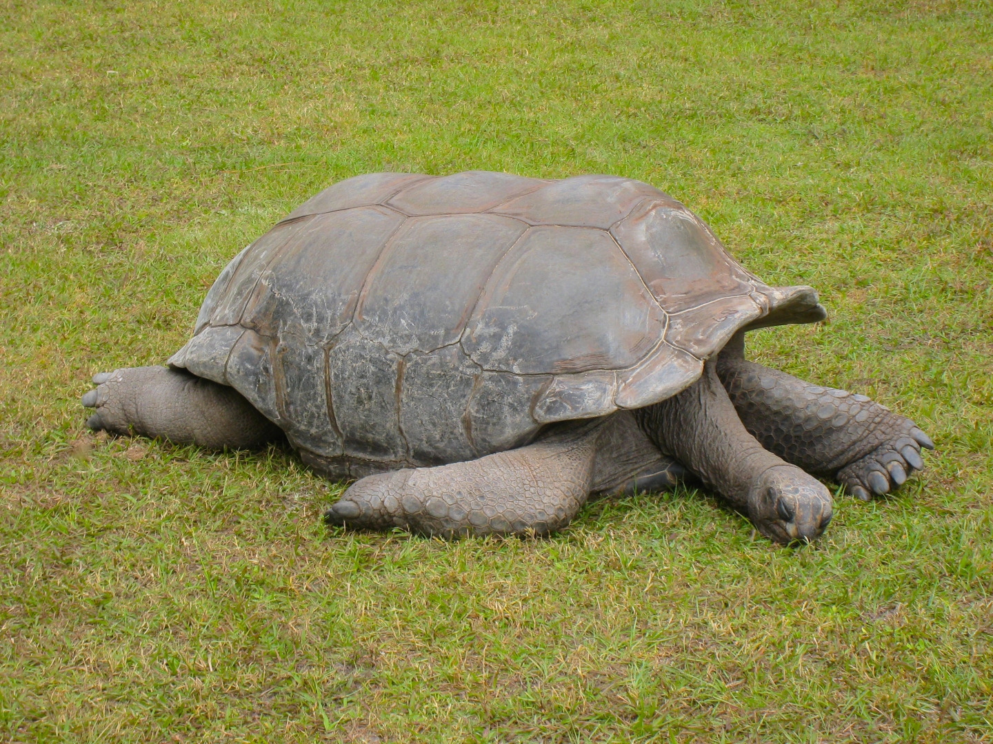 ALDABRA BREEDER