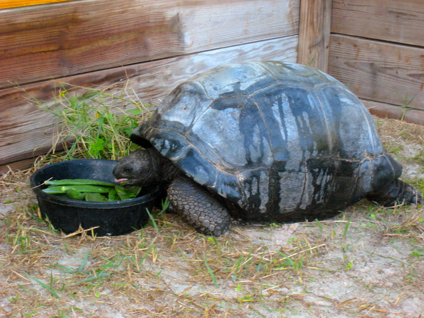 ALDABRA BREEDER