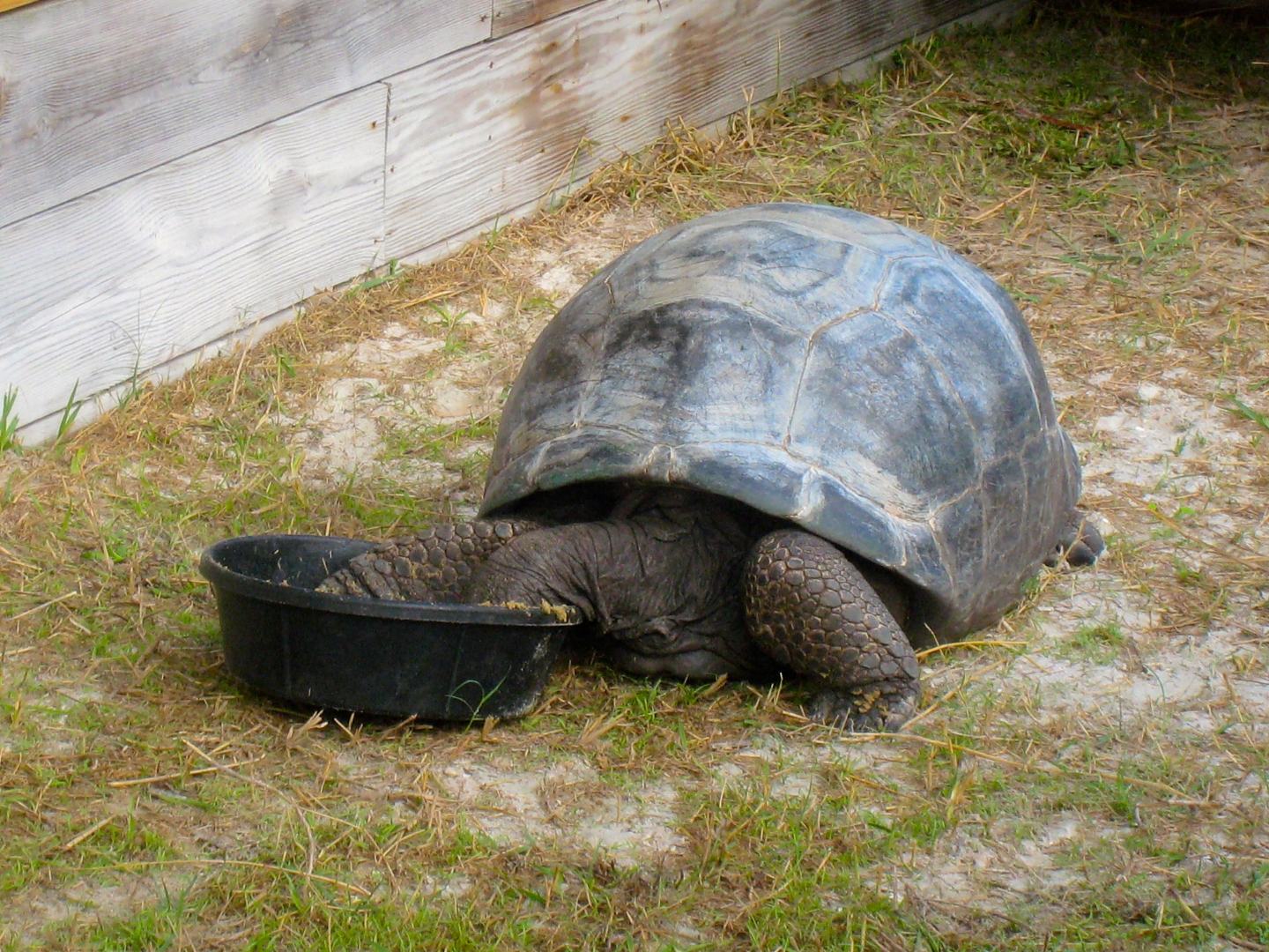 ALDABRA BREEDER