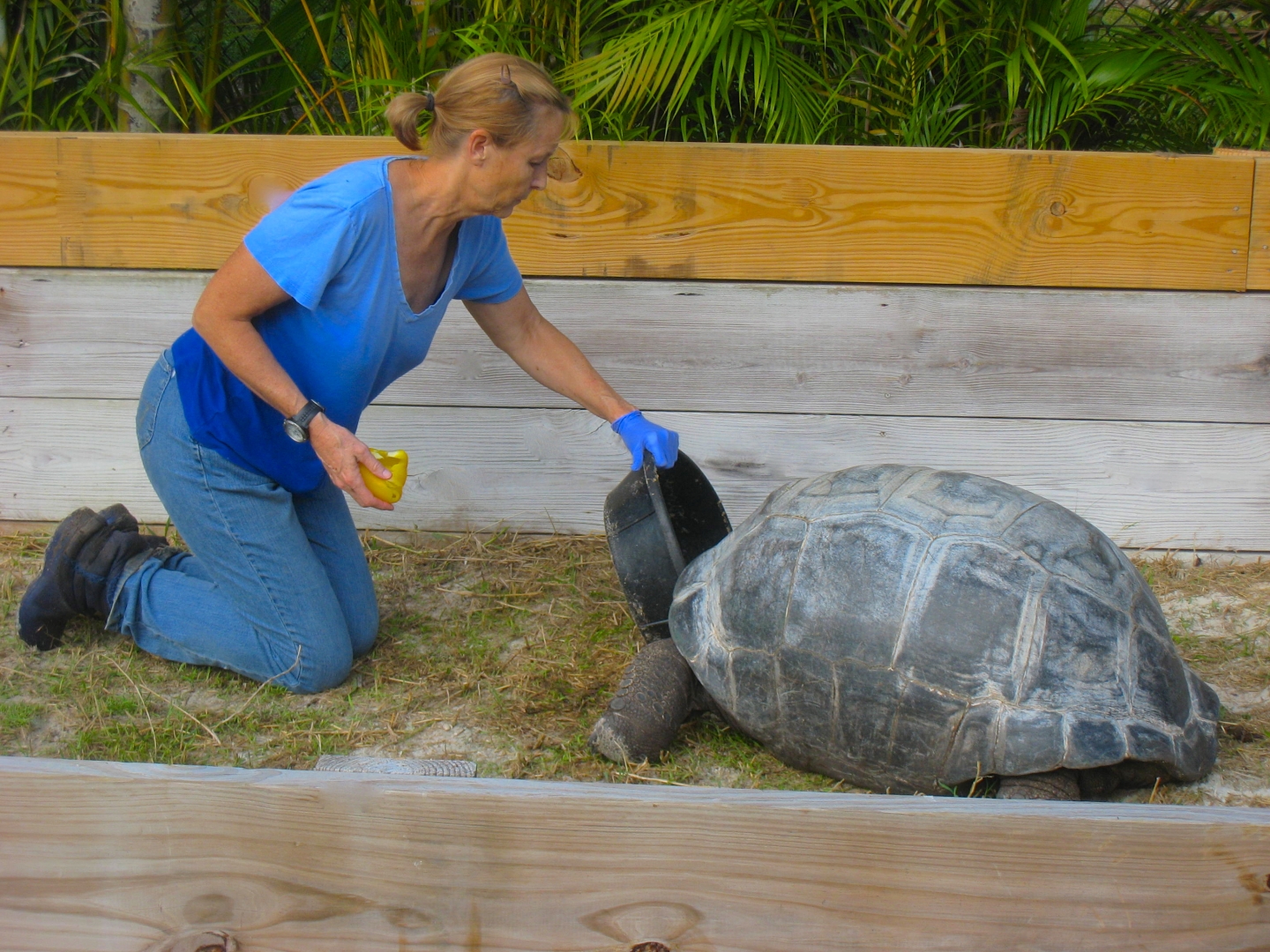 ALDABRA BREEDER