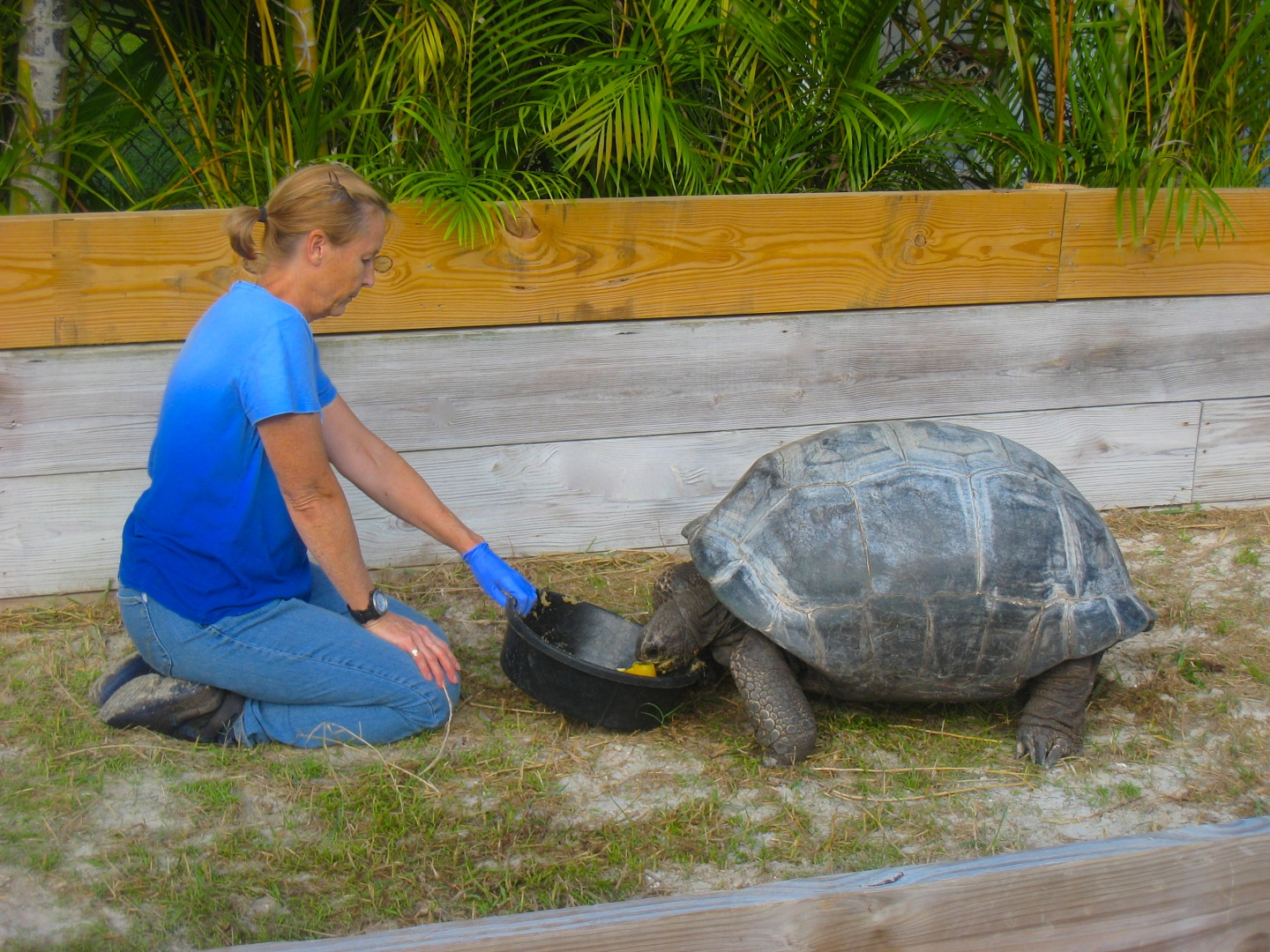 ALDABRA BREEDER