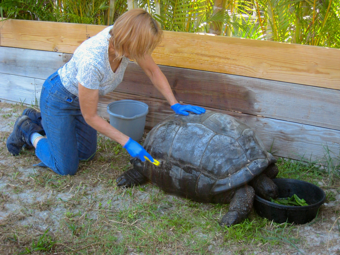 ALDABRA BREEDER