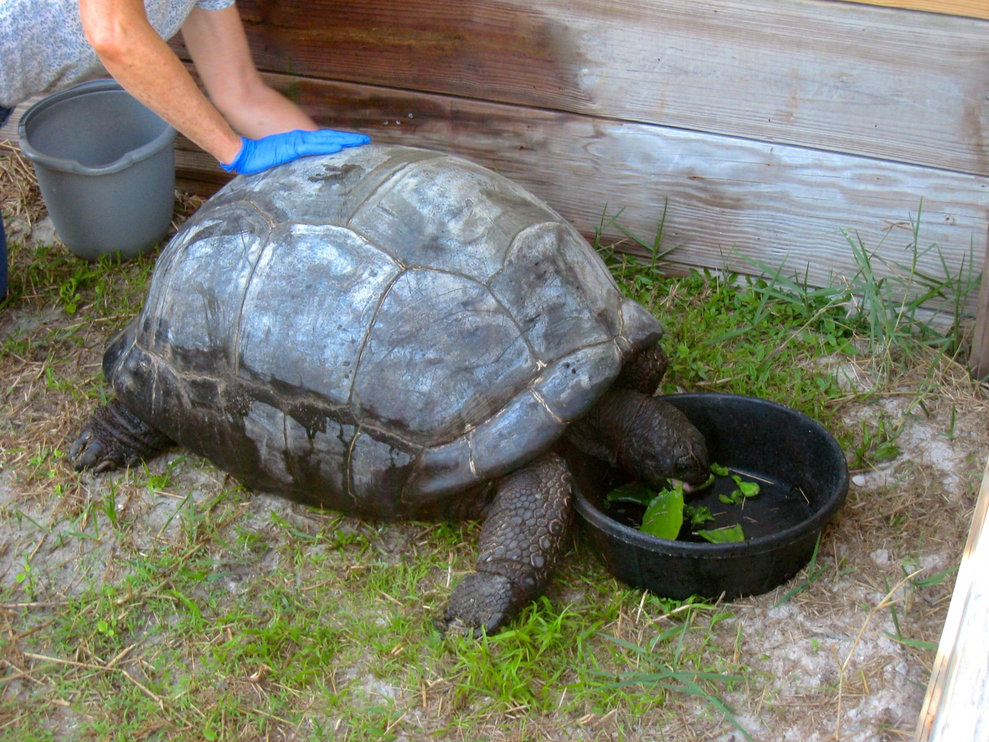 ALDABRA BREEDER