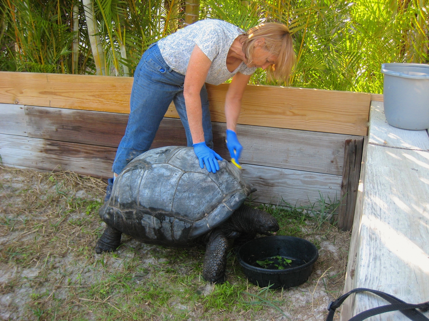 ALDABRA BREEDER