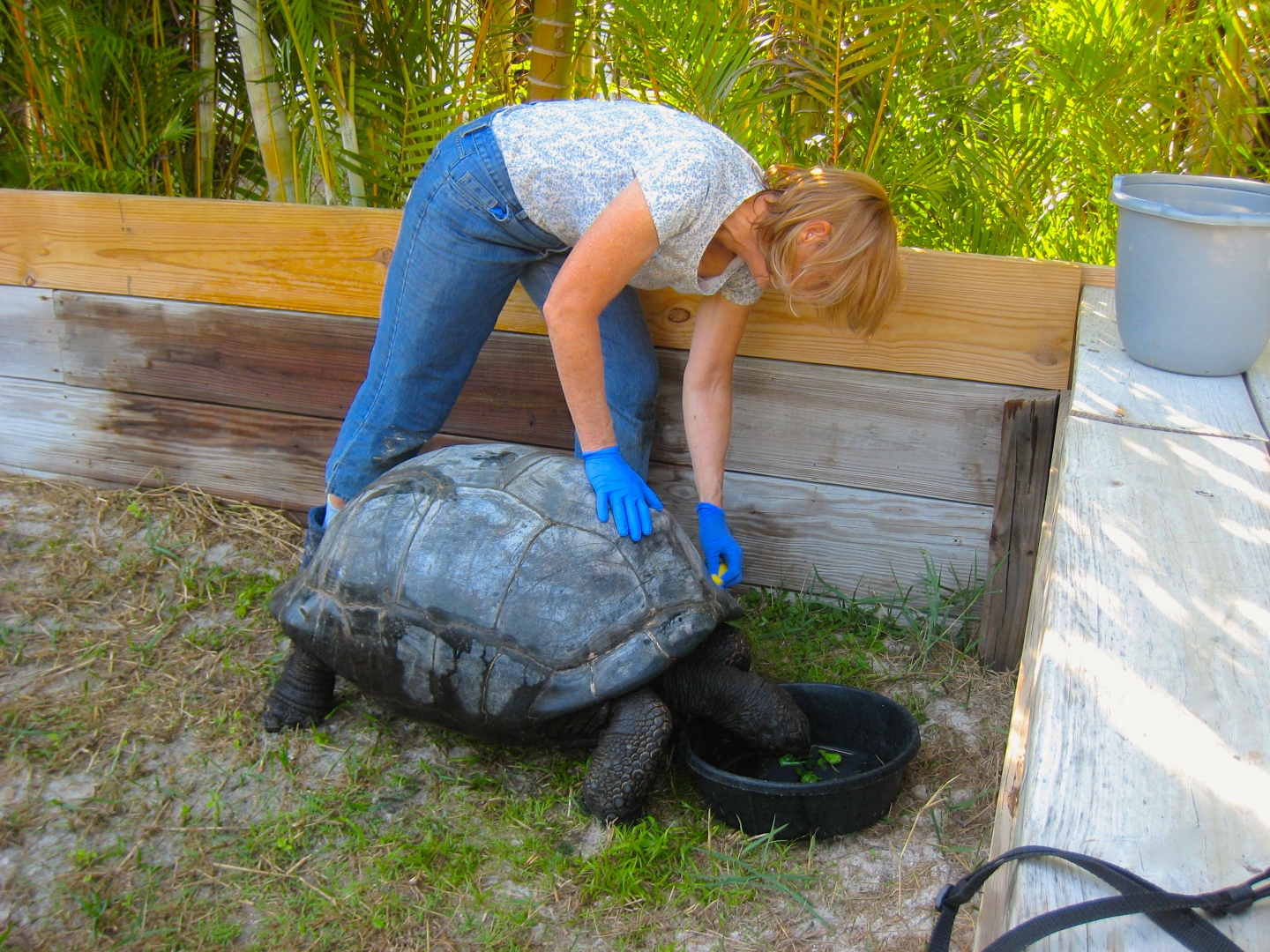 ALDABRA BREEDER