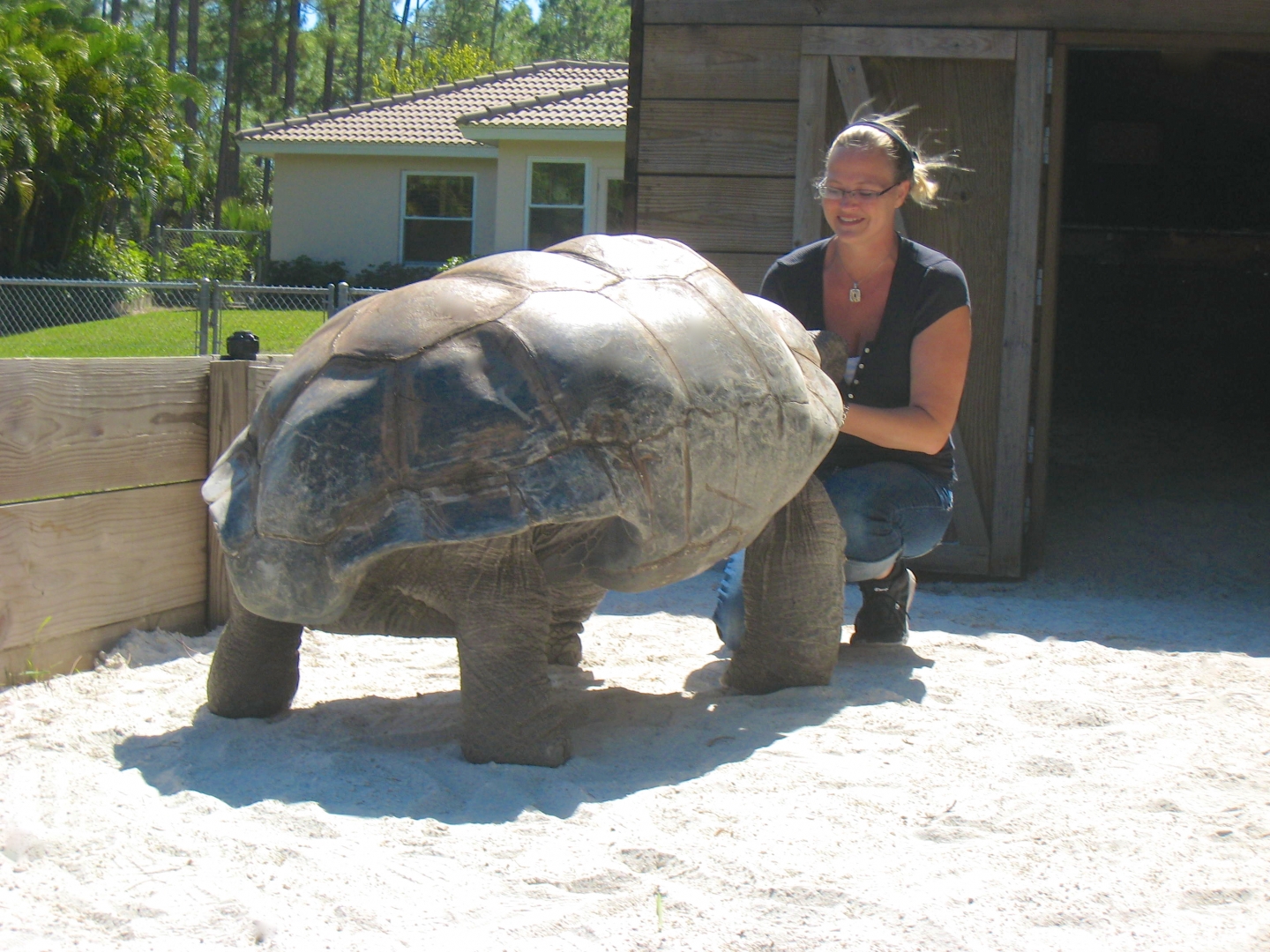 ALDABRA BREEDER