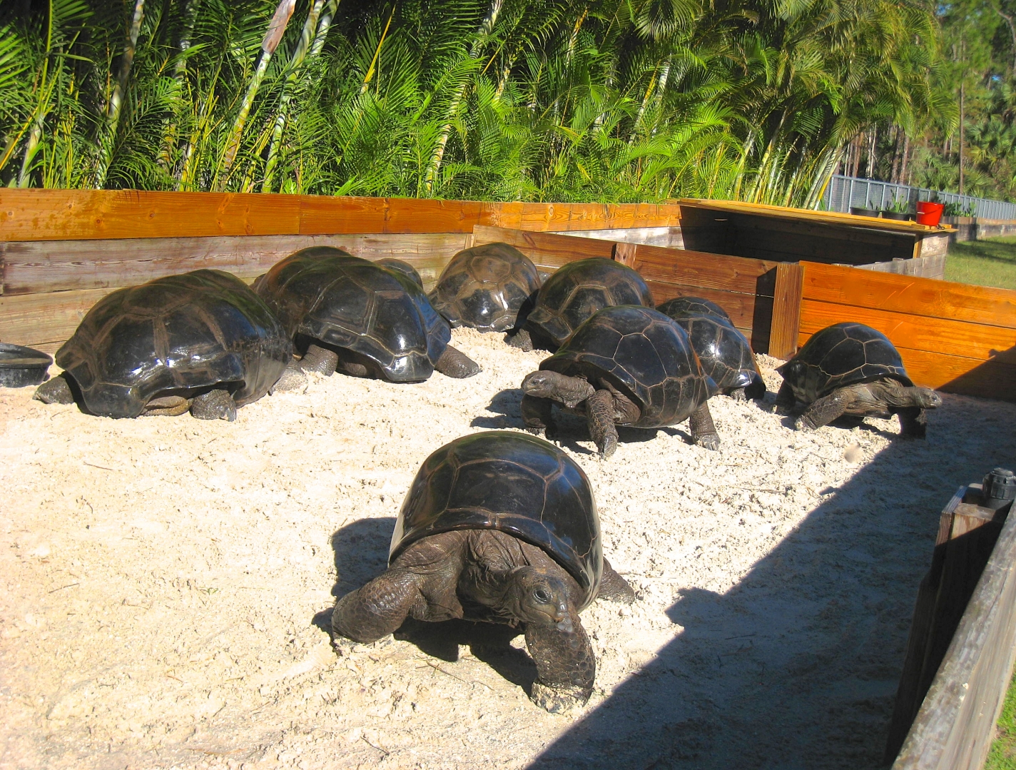 ALDABRA BREEDER