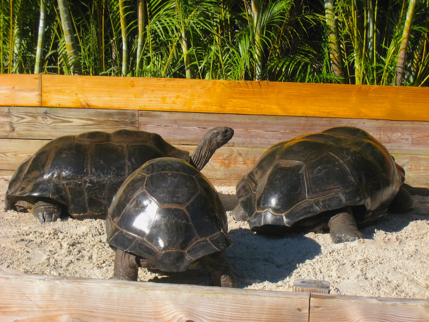 ALDABRA BREEDER