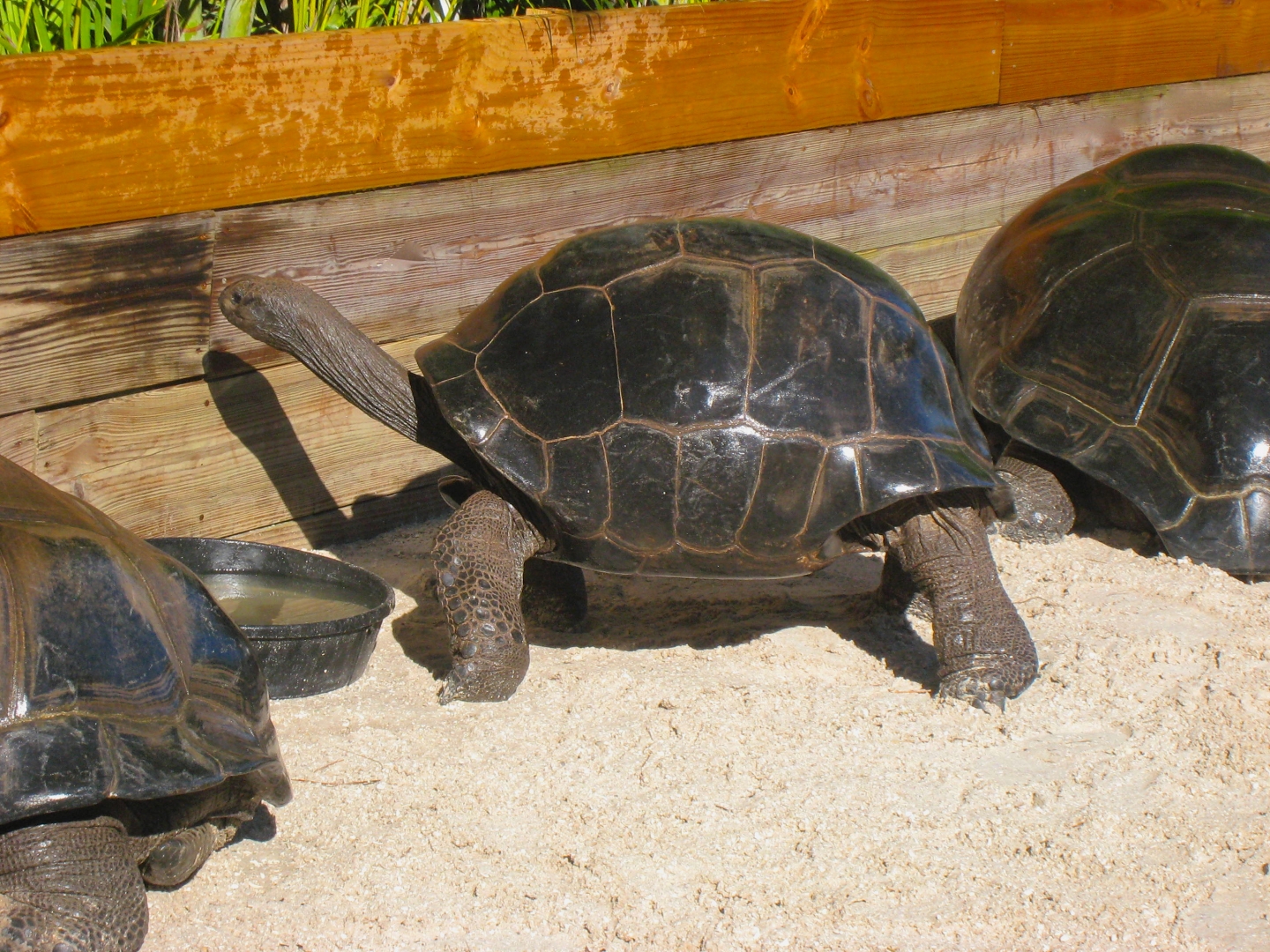 ALDABRA BREEDER