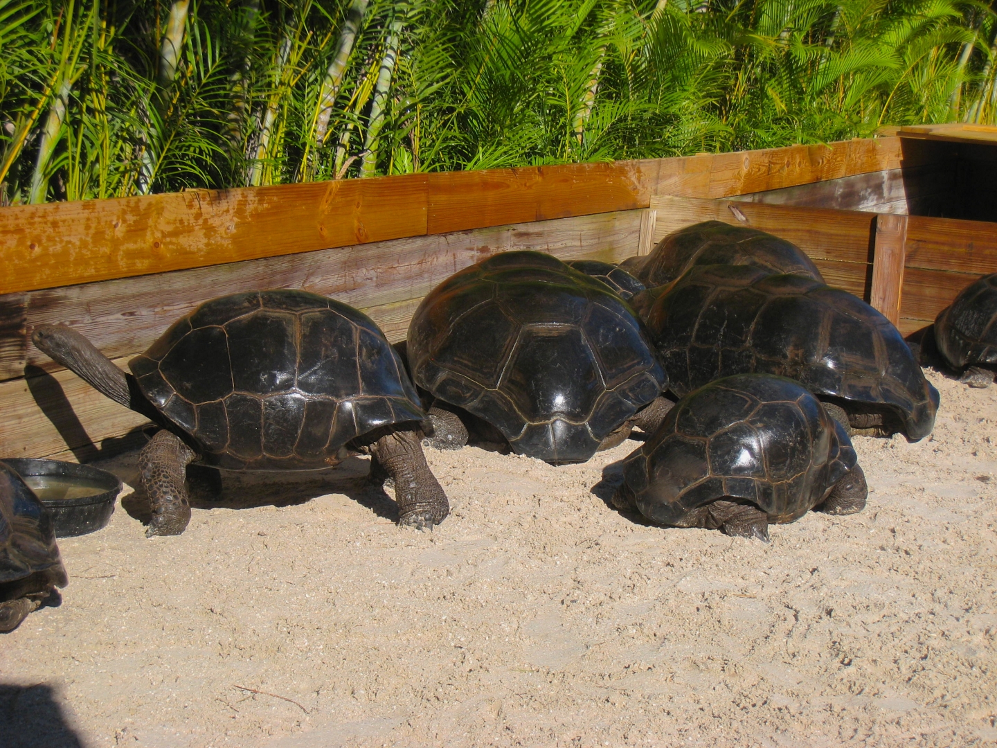 ALDABRA BREEDER